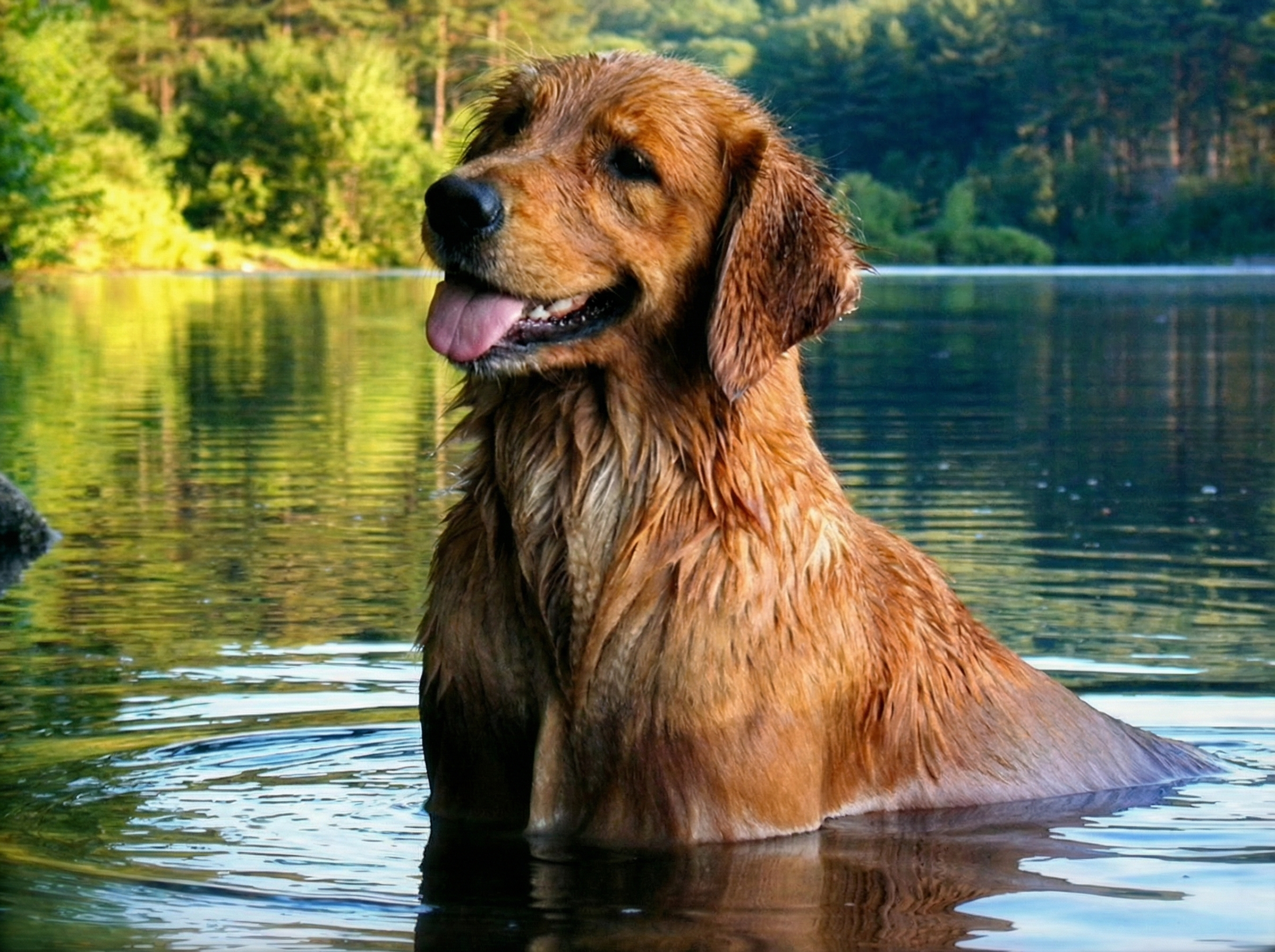 Golden Retriever enjoying the Vermont outdoors