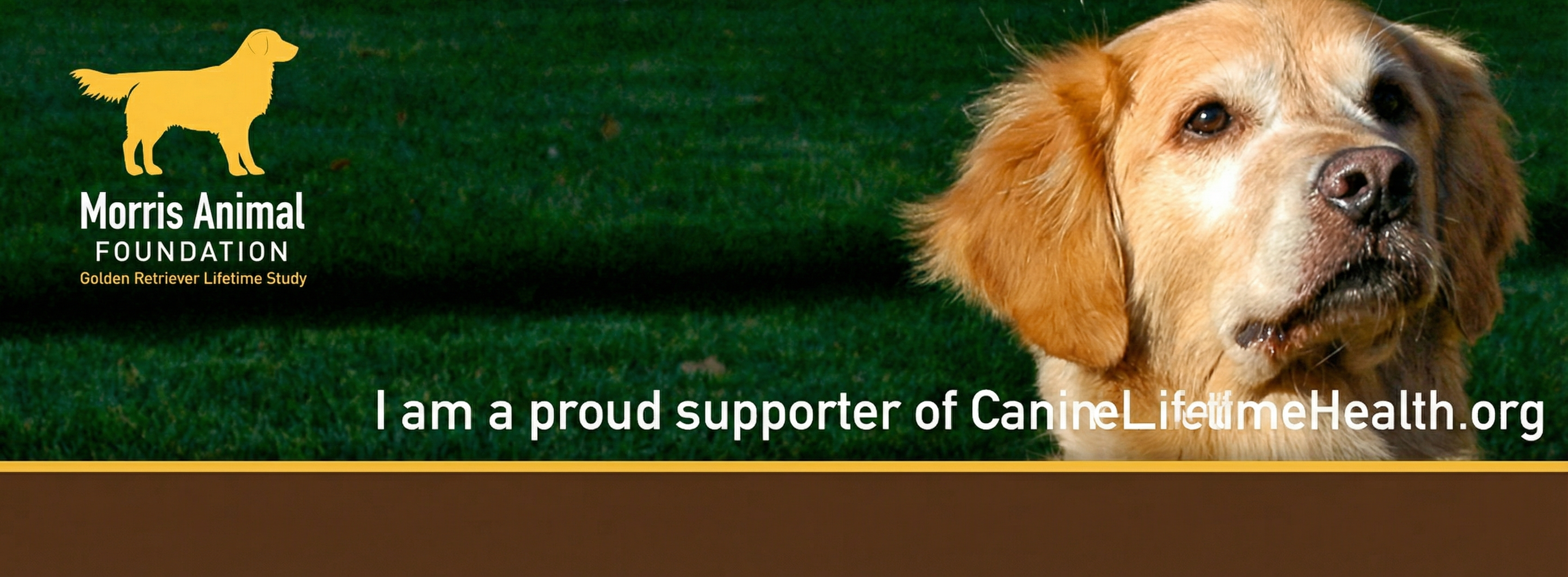 Golden Retriever - Morris Animal Foundation supporter